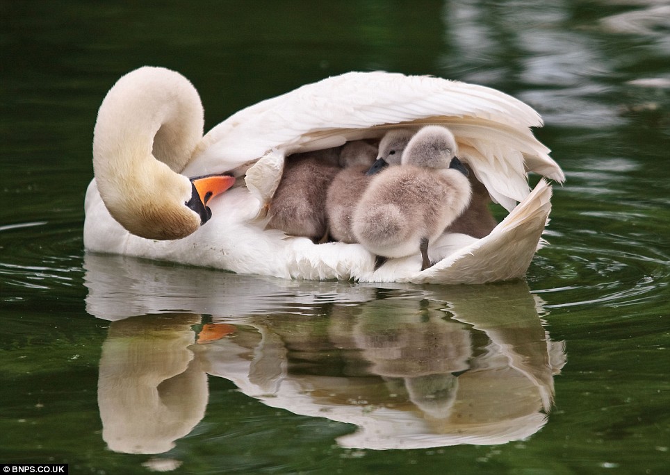 Image result for swan sheltering cygnets beneath her wings